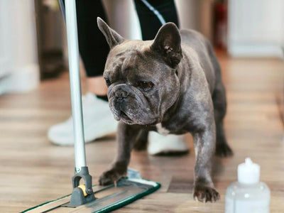 Nurturals: A Pet-Friendly Cleaning Solution for a Healthy Home